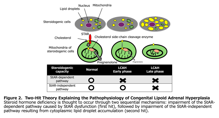 Figure 2. Two-Hit Theory Explaining the Pathophysiology of Lipoid Congenital Adrenal Hyperplasia