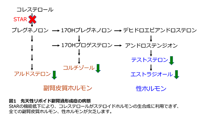 図1 先天性リポイド副腎過形成症の病態