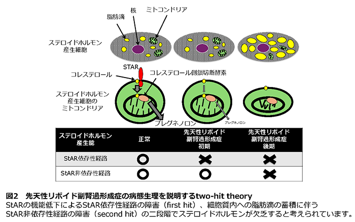 図2 先天性リポイド副腎過形成症の病態生理を説明するtwo-hit theory